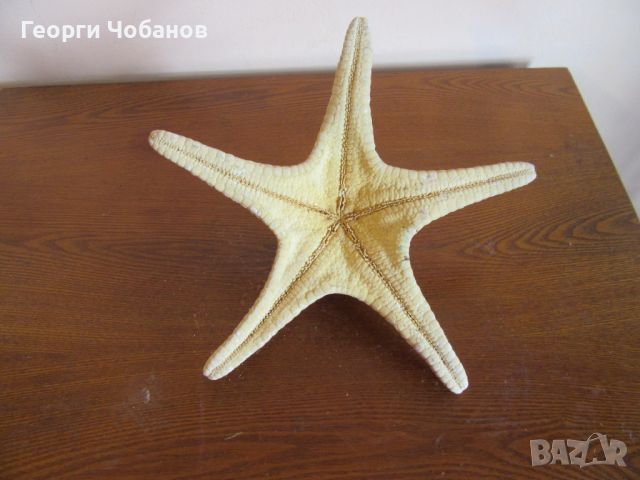 Морска звезда, снимка 2 - Други - 45685248