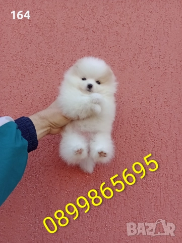 Бели Померани. Реални снимки от 15.12.25 г., снимка 6 - Померан - 52719427