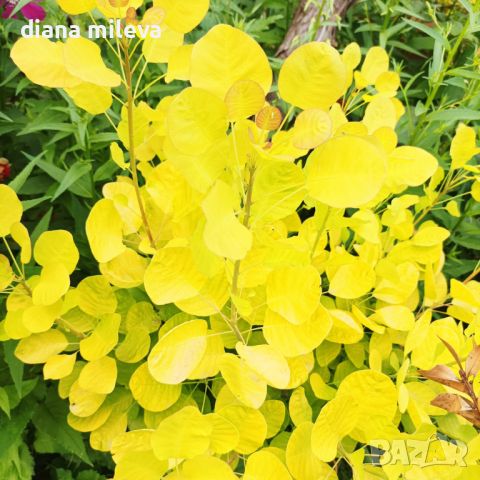 Жълта Смрадлика Златен Дух, Cotinus coggigria Golden Spirit, снимка 9 - Градински цветя и растения - 46447255