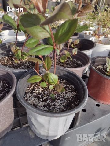 Къпини и малини, снимка 2 - Градински цветя и растения - 54222842