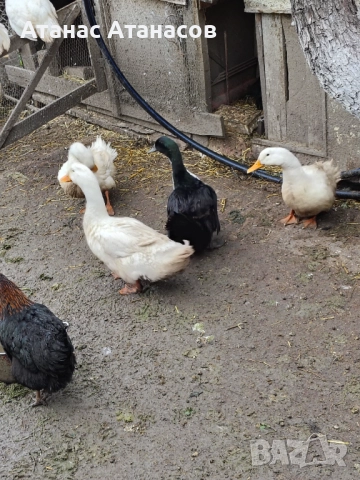 Пекински патици за месо и гледане 