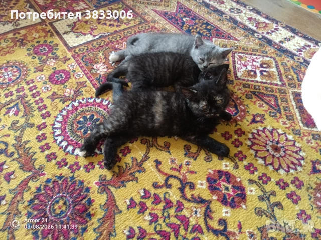  късокосмести Британски котета чистокръвни, снимка 6 - Британска късокосместа - 53519743