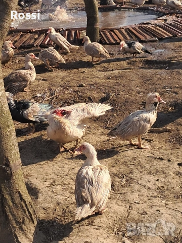 Неми патици