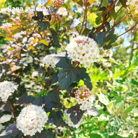 Физокарпус Диабло, Physocarpus Opulifolius Diablo, снимка 6 - Градински цветя и растения - 45688473