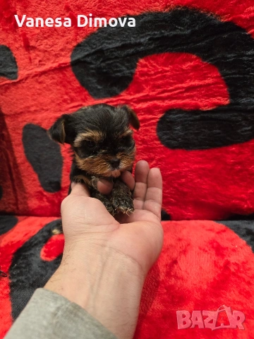 мини йоркширски териер, снимка 6 - Йоркширски териер - 53978974