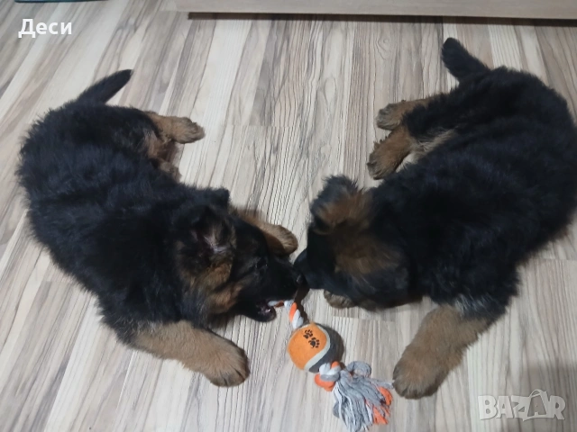 немска овчарка, снимка 6 - Немска овчарка - 53262392