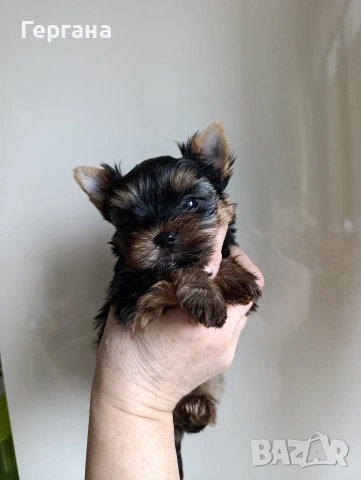 Мини йоркширски териер, снимка 4 - Йоркширски териер - 53348440