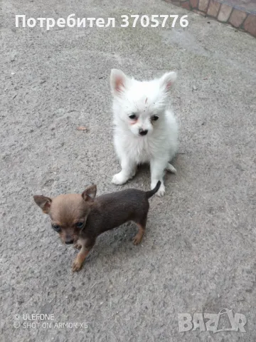 Чихуахуа ,чихупинчерчета джуджета, снимка 6 - Чихуахуа - 49982185