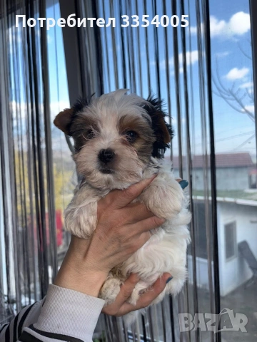 Бивър йорки мъжко и женско , снимка 3 - Йоркширски териер - 53974854