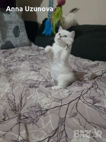 Шотландски/британски сребърни чинчили , снимка 3 - Британска късокосместа - 53426663