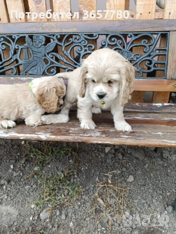 Американски кокер шпанол, снимка 6 - Кокер шпаньол - 52794419