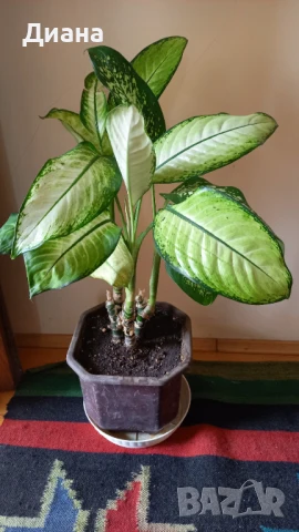 Дифенбахия микс