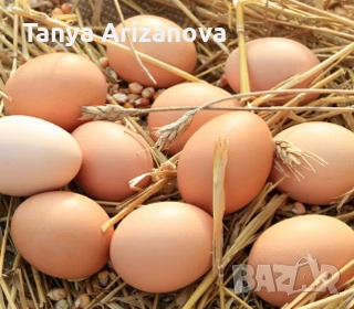 БИО домашни яйца