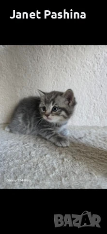 Чистокръвни британски котенца, снимка 3 - Британска късокосместа - 50850666