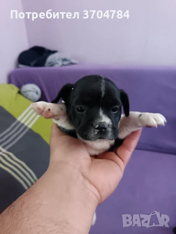 Продавам френско булдоче , снимка 2 - Френски булдог - 53754149