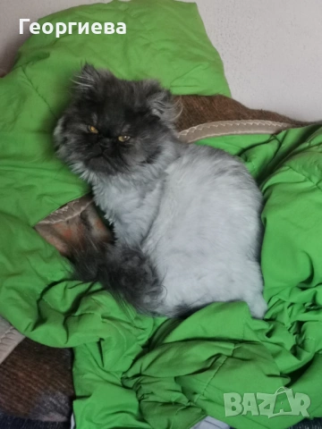 Персийски котарак сребърна чинчила , снимка 2 - Персийска - 53868377