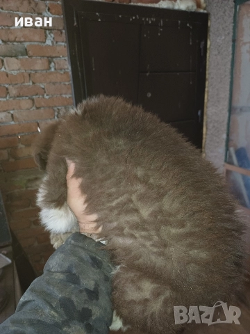 бок каракачанка, снимка 7 - Каракачанска овчарка - 52941882