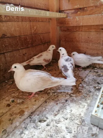 Гугутки смеещи се , снимка 1