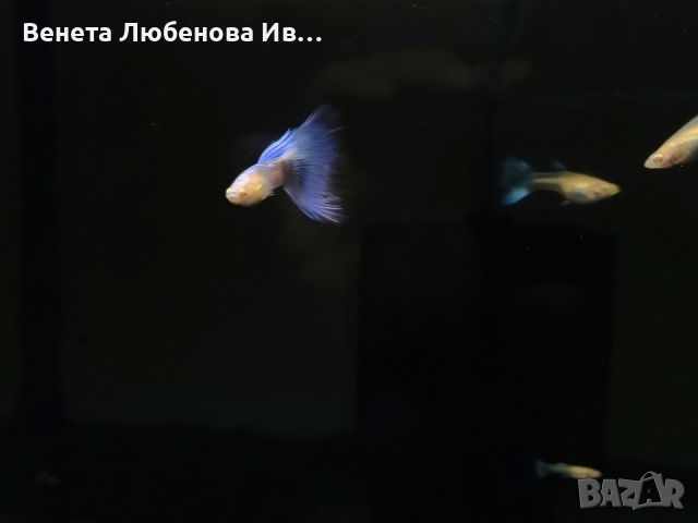 Гупа - Albino blue topaz, снимка 2 - Рибки - 46367372