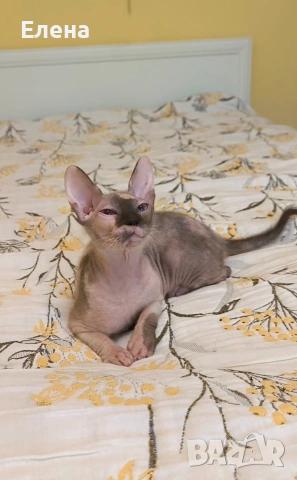 синеока женска Донски сфинкс с родословие, снимка 2 - Сфинксове - 52281360