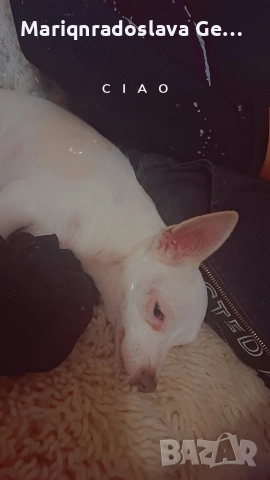 продава се мини пинчер , снимка 3 - Пинчер - 52771392