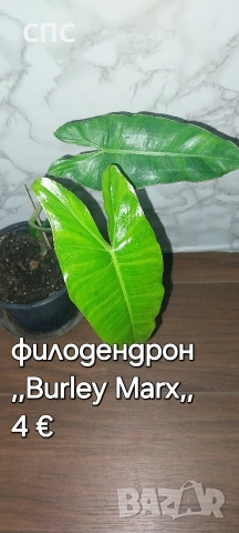 филодендрон,,Burnley Mark,,