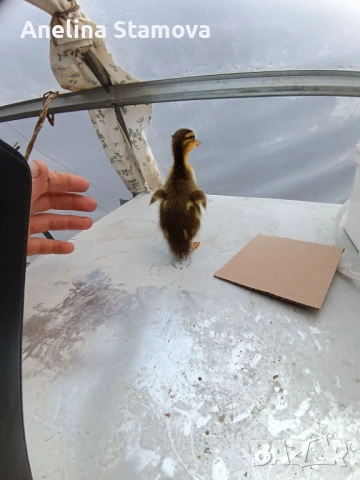 Патета индийски бегачи, снимка 3 - други­ - 54100790