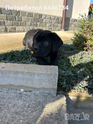 Кане Корсо кученца, снимка 3 - Кане корсо - 52353371