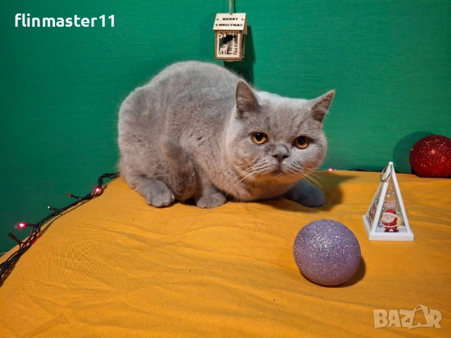 Британски бежови късокосмести котенца