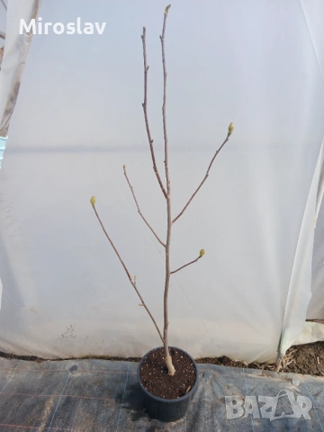 Магнолия "Сънрайз", снимка 6 - Градински цветя и растения - 53984976