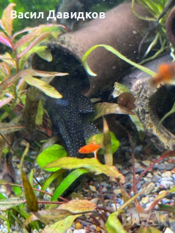 Анцуструс L144 , 183 , коридораа Венецуела 