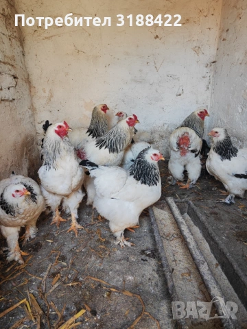 Колумбийска брама, снимка 2 - Кокошки и пуйки - 53921561