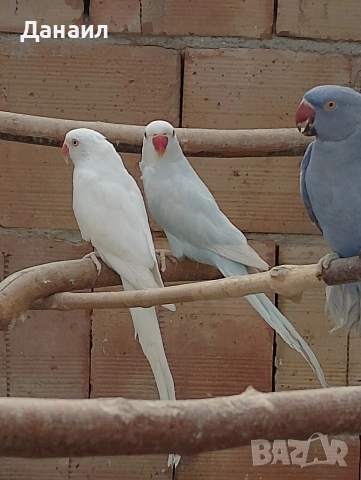 Малък Александър , снимка 5 - Папагали - 53794736