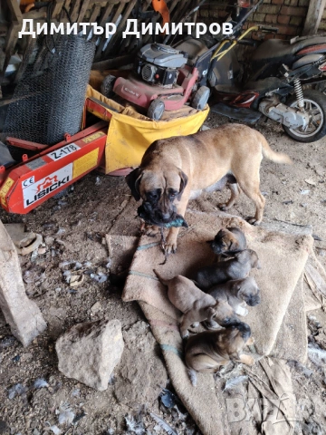 Продавам чистокръвни кученца 5бр 1мъшко 4 женски, снимка 2 - Други - 54014046
