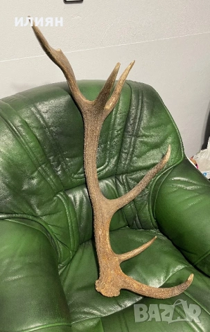 Рог елен 3, снимка 3 - Други ценни предмети - 53857357