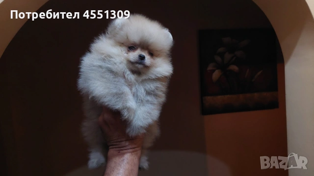 Померан мини, снимка 2 - Померан - 53468417