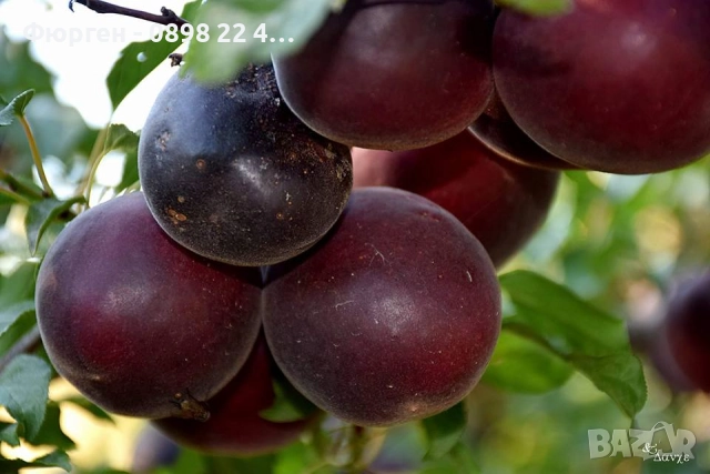 Пламкот (Сливо-кайсиев хибрид), снимка 3 - Разсади - 52172991