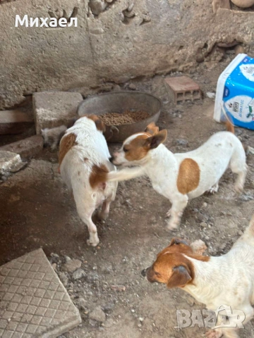 Малки Джак ръсел , снимка 4 - Джак ръсел териер - 54217452