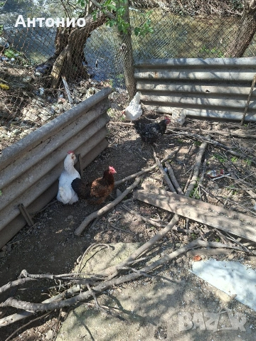 селски кокошки и пилета , снимка 3 - Кокошки и пуйки - 54157196