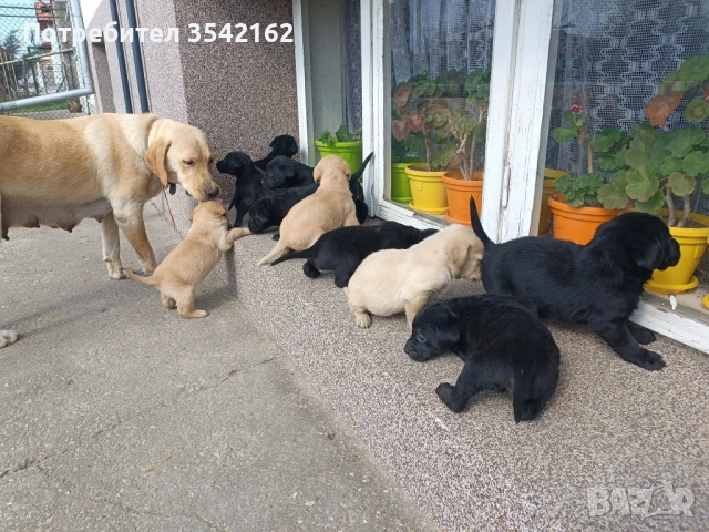 Лабрадор Ретрийвър, снимка 4 - Лабрадор ретривър - 53989204