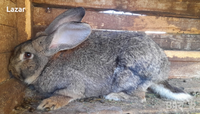 Продавам зайци, снимка 3 - Други - 52716723