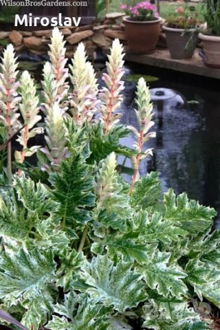 Акантус (Меча стъпка), снимка 5 - Градински цветя и растения - 54199129