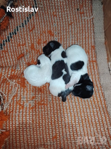 кученца джак ръсел териер , снимка 2 - Джак ръсел териер - 53954507