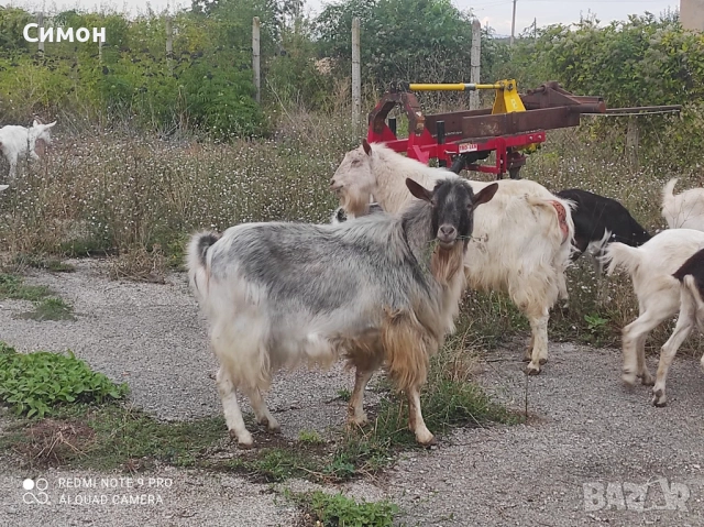Ярета, кози и пръчове, снимка 4 - Кози - 52616961