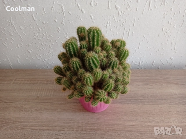 Кактус, снимка 2 - Стайни растения - 54097185