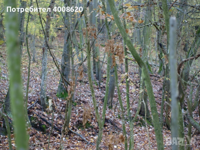 Продавам от 12 дка в с. Приселци, общ. Аврен, обл. Варна – местност „ЯВЛ“(На около 2км от селото), снимка 8 - Парцели - 52355518