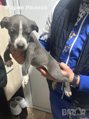 Синьо питбулче, момиче с две ваксини!!!, снимка 6 - Питбул - 52725678