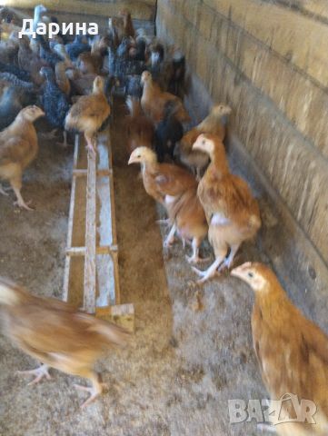 Дворни пилета, снимка 3 - Кокошки и пуйки - 46413655