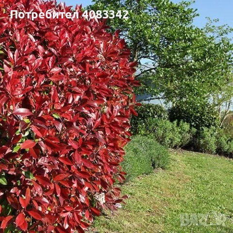 Фотиния Ред Робин, снимка 2 - Градински цветя и растения - 54221354