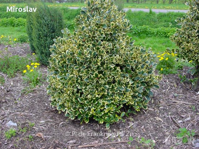 Илекс/Джел (Златен крал), снимка 1 - Градински цветя и растения - 45885968